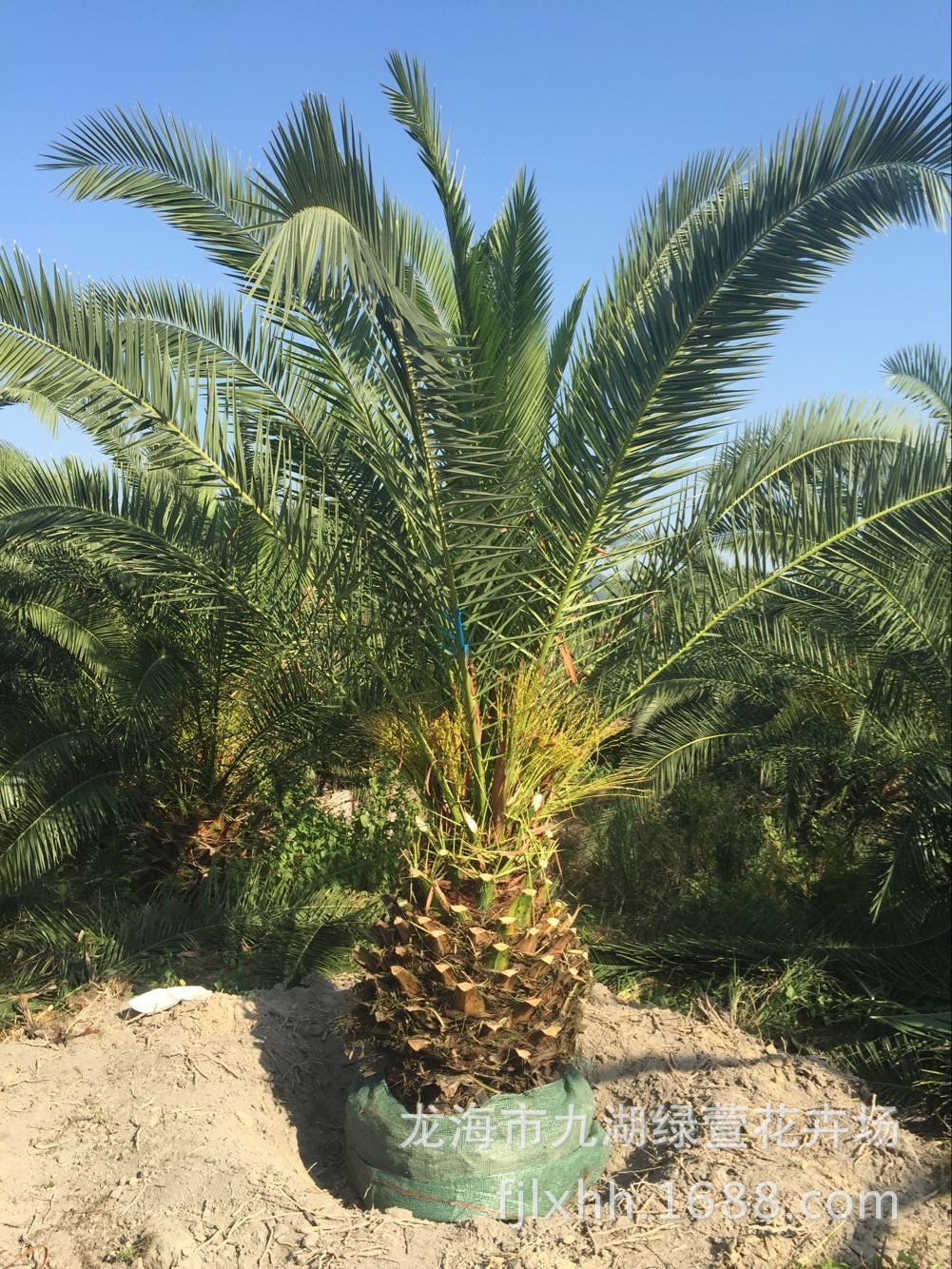 福建加拿利海枣 千亩加拿利海枣报价 - 苗木批发网