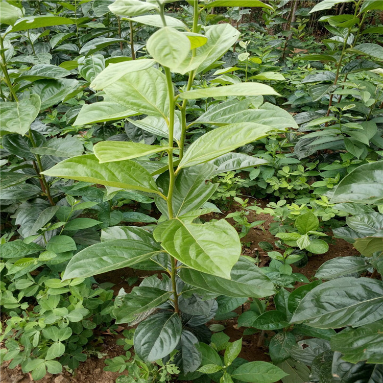 现货供应各种柿子苗 2公分柿子苗现起球现卖 柿子苗量大价廉