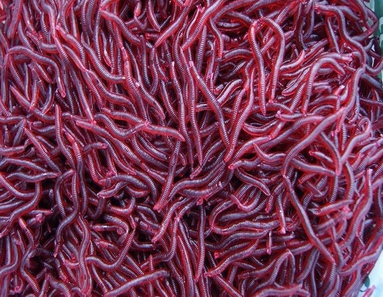 吃蚯蚓的巨型红水蛭_八哥吃蚯蚓吗_蚯蚓吃什么