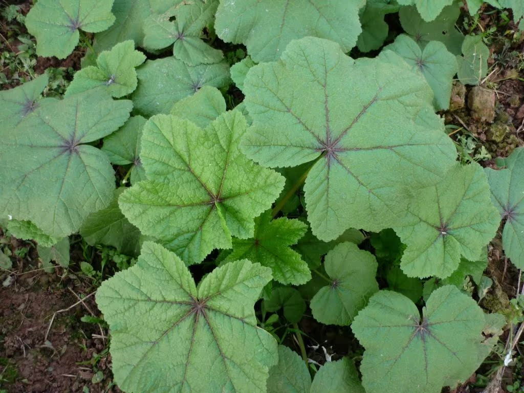 我要发芽 蔬菜种子 糯米冬寒菜种子 冬苋菜 滑肠菜 早熟 30粒/包