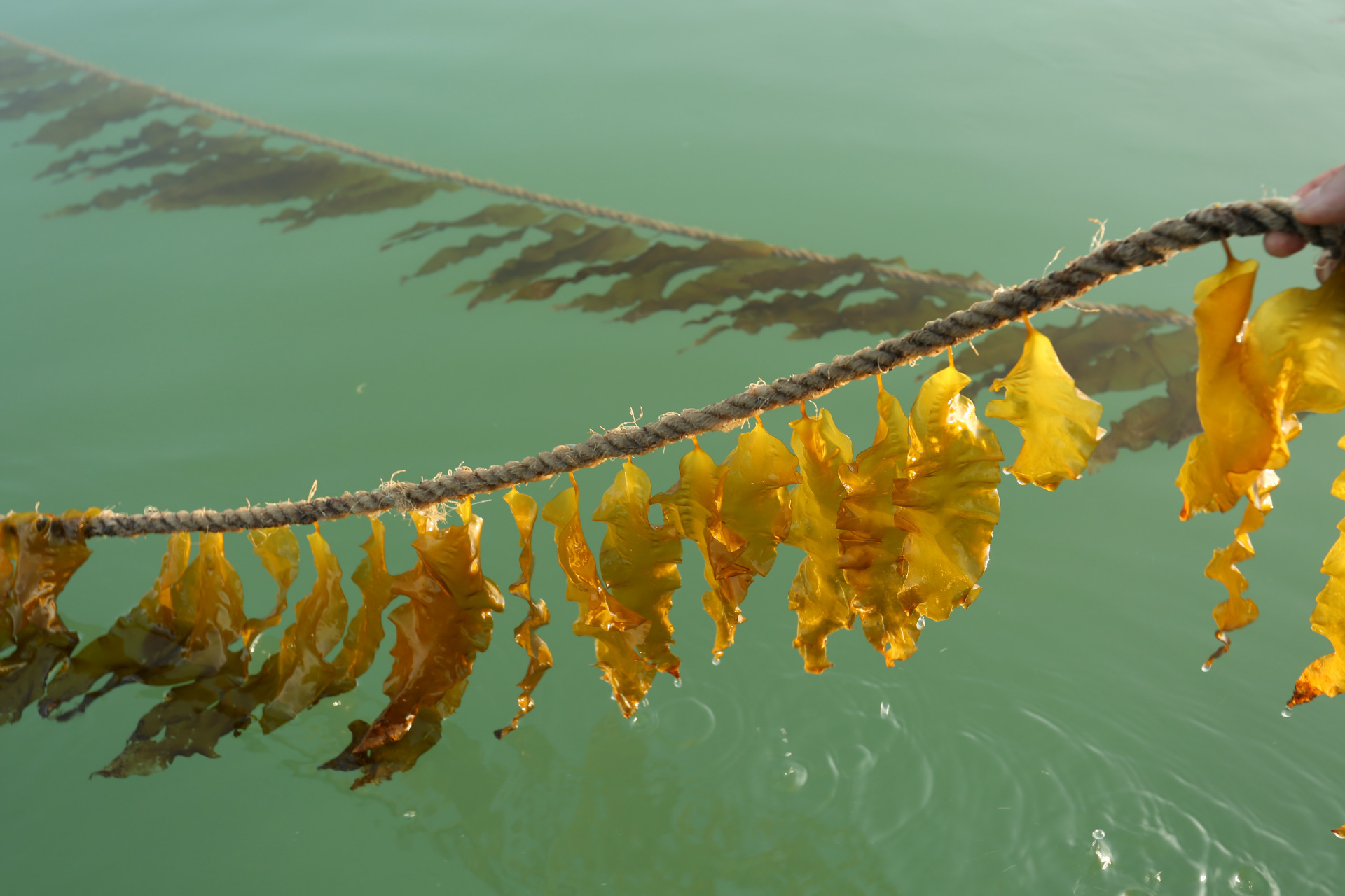 霞浦岐晟海带 一级海带三两片 厂家直销一手货源