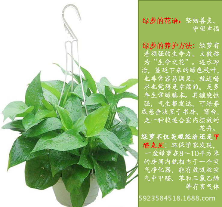 【基地直销】优质a级货180#青叶绿萝 室内净化空气盆栽 株型饱满