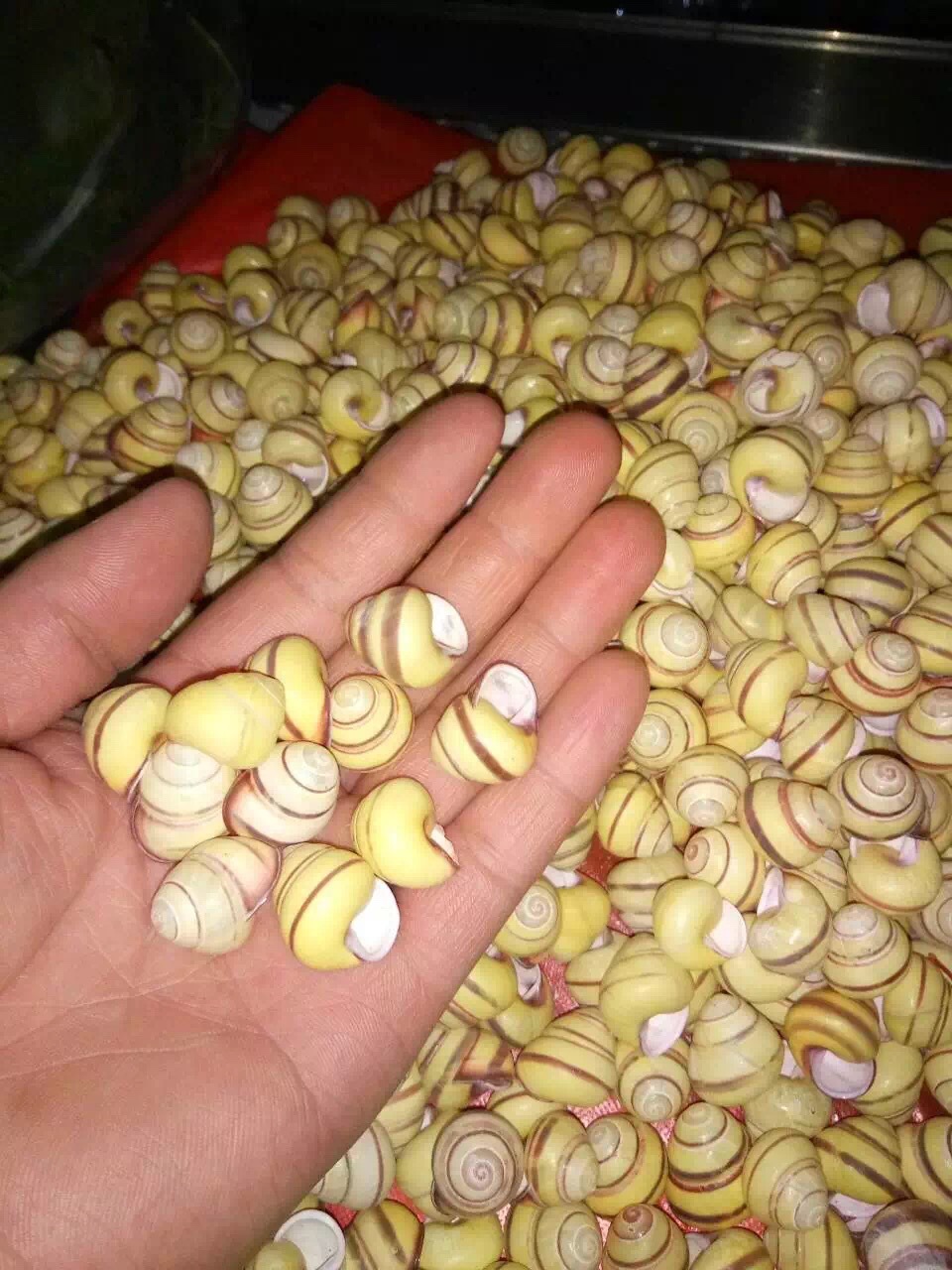 小红面包螺鱼缸造景拍照微景观装饰天然海螺