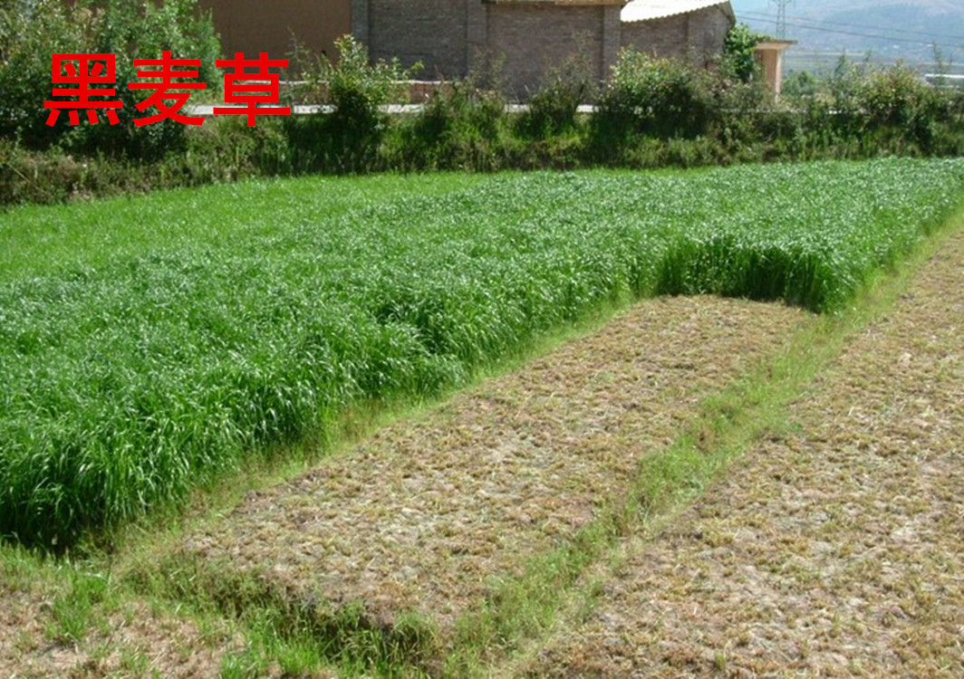 批发多年生黑麦草种子紫花苜蓿草籽 牧草种子牲口牛羊饲料种子