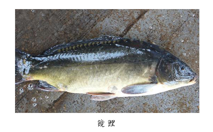 热销生态水产养殖鲜活镜鲤鱼淡水鱼类厂家批量直销