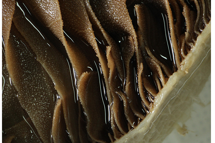 众鑫旺食品批发 特色冷冻牛百叶整叶 精品优质火锅中餐专用食.