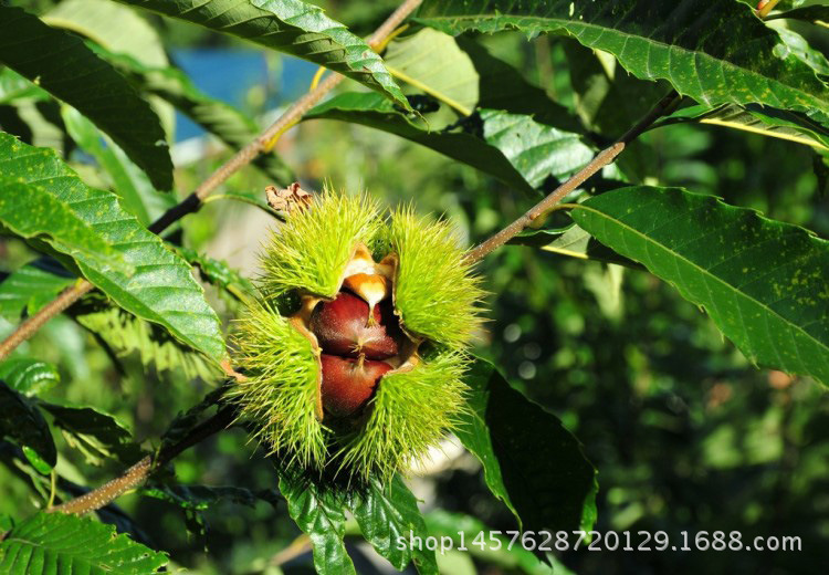 板栗树苗规格齐全批发果树苗节节红板栗苗3年结果苗