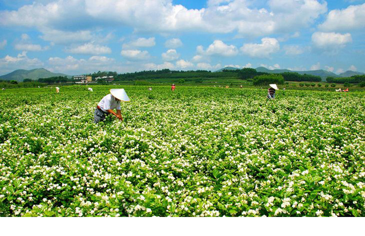 广西横县茉莉花茶新茶上市茉莉贵宾香螺茶叶特级浓香型