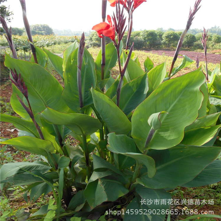 批发美人蕉 红叶 花叶红花美人蕉 水生植物 易成活 数量大