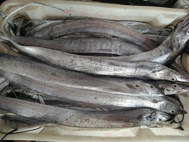 全国供应冷冻海鲜水产批发 冰鲜冷冻带鱼 鱼类批发冷冻白带鱼带鱼