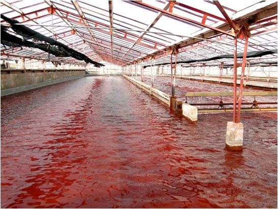 天健生物藻粉含天然虾青素1.5%-养殖基地-雨生红球藻