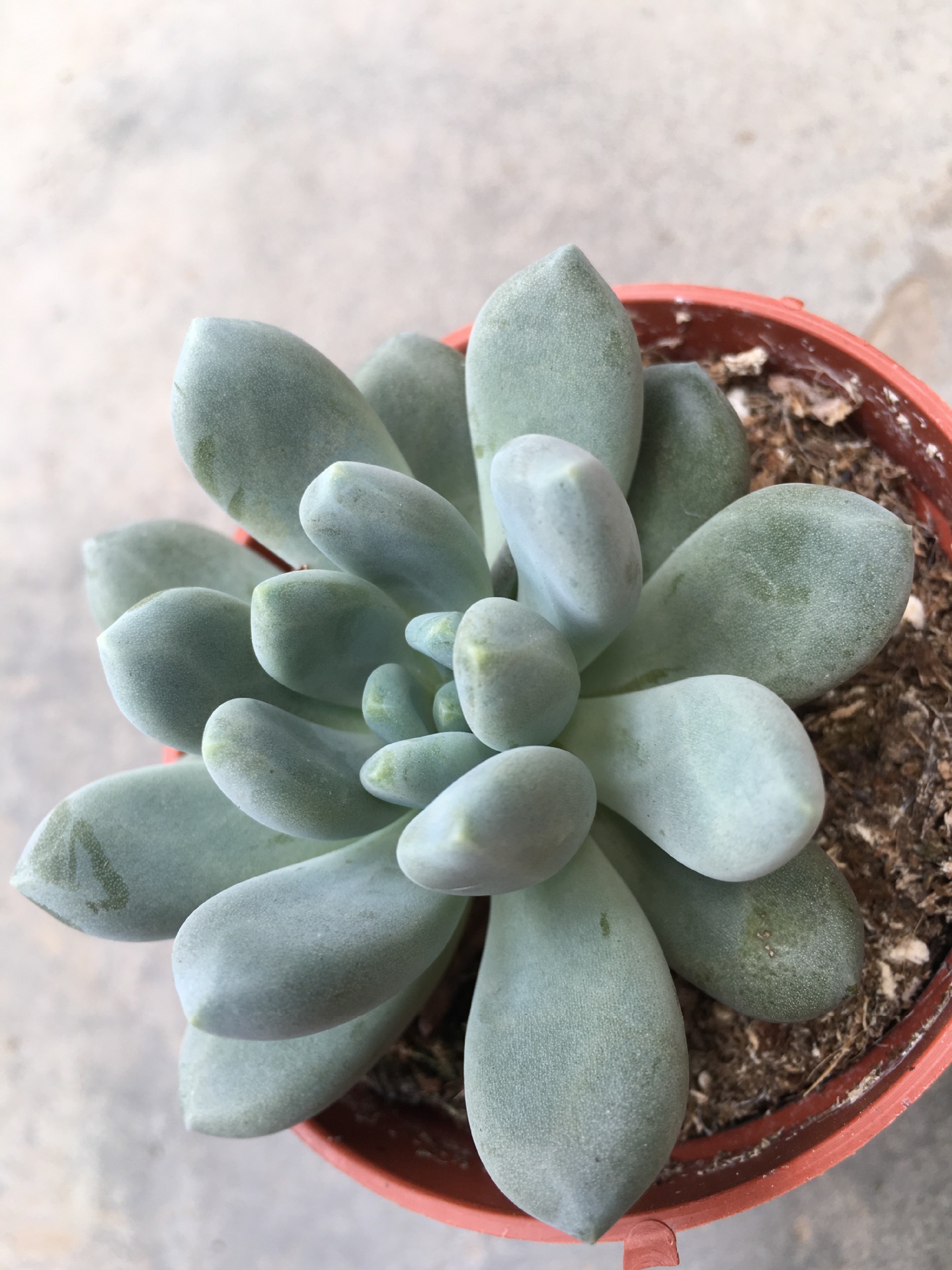 植物简介:灯美人多肉为景天科厚叶草属,为园艺培育品种,在温差较大