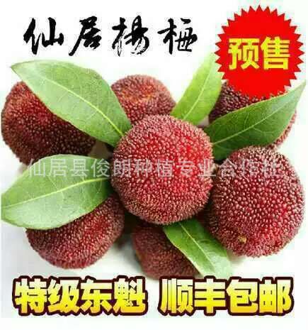 【俊朗】销售限量新鲜正宗仙居特级东魁杨梅 江浙沪包邮 招代理