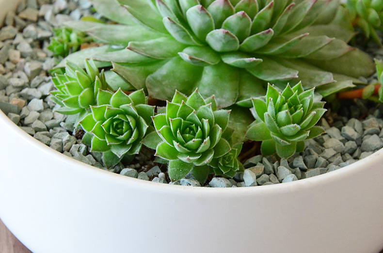 观音莲 室内多肉植物批观音莲 多肉盆栽 净化空气 【不含盆】