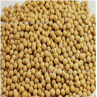 大豆 种子