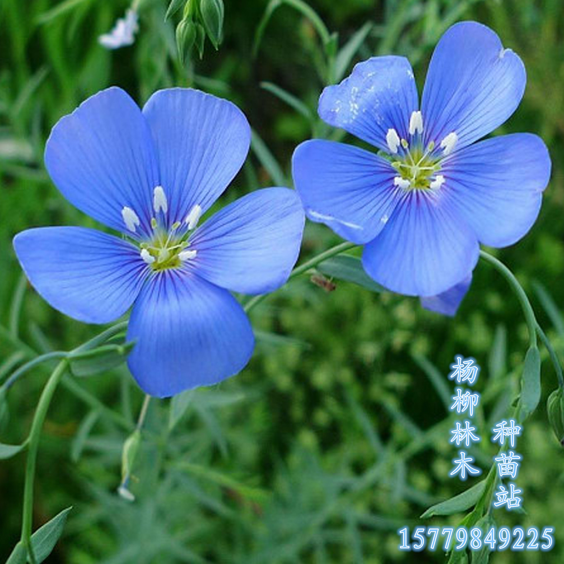 供应兰花亚麻种子蓝花亚麻花卉种子量大价优