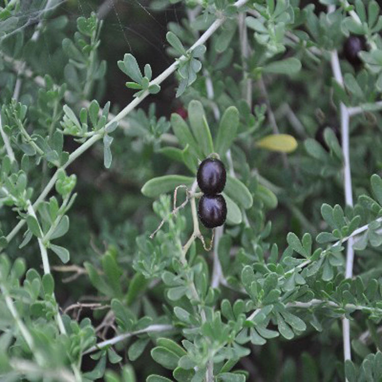 厂家直销 ***野生白刺干果 调经活血 消食健胃 止咳