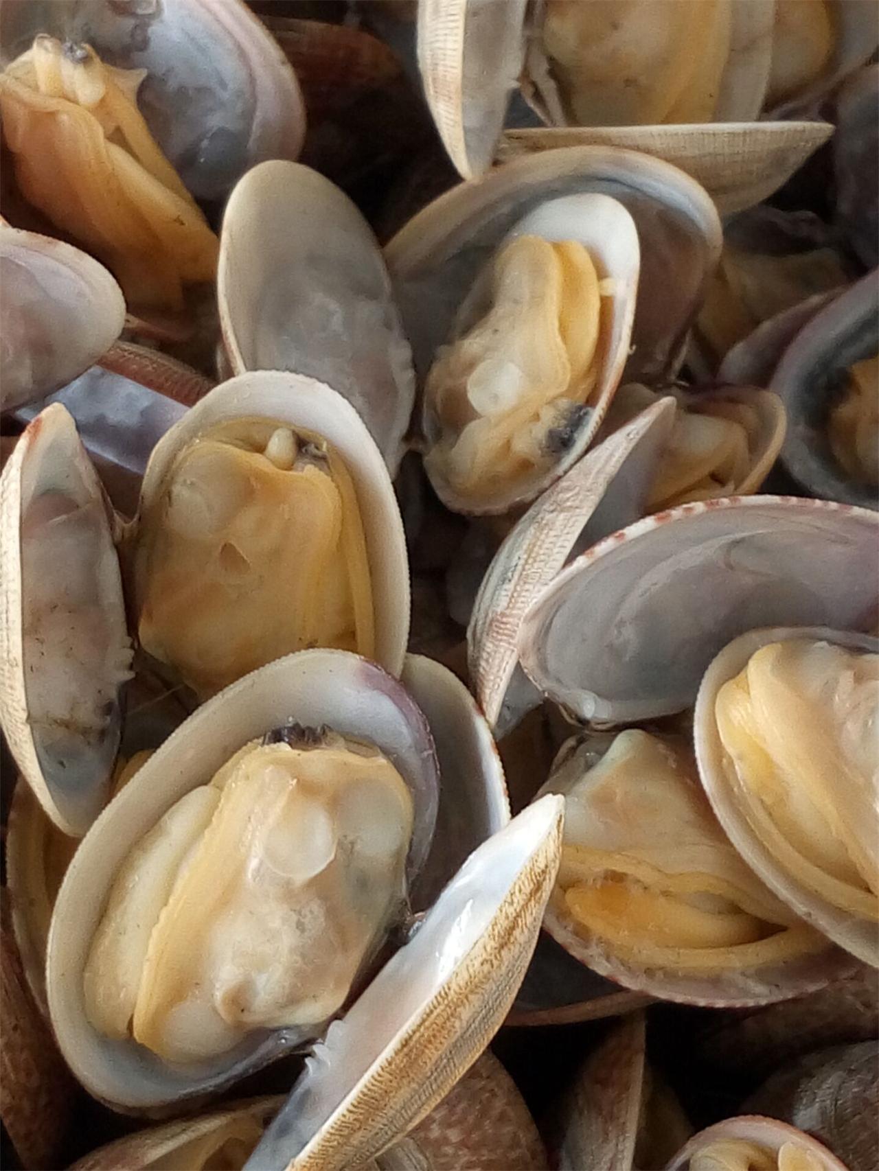 青岛特产真空冷冻蛤蜊肉 单冻蛤蜊肉 花蛤肉 贝类 一箱10包