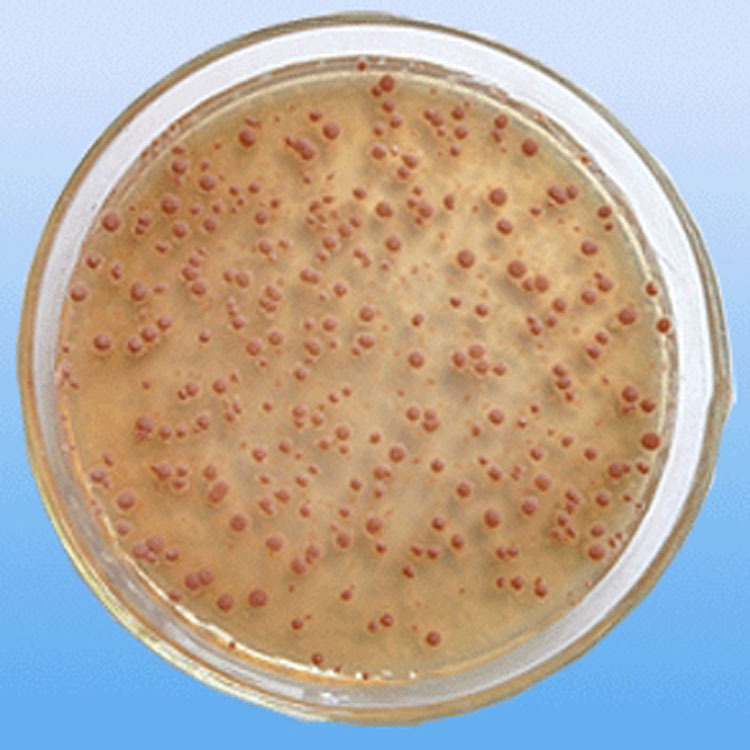 硝化细菌微生物水产养殖水质调控底质改良 降解氨氮 反硝化细菌