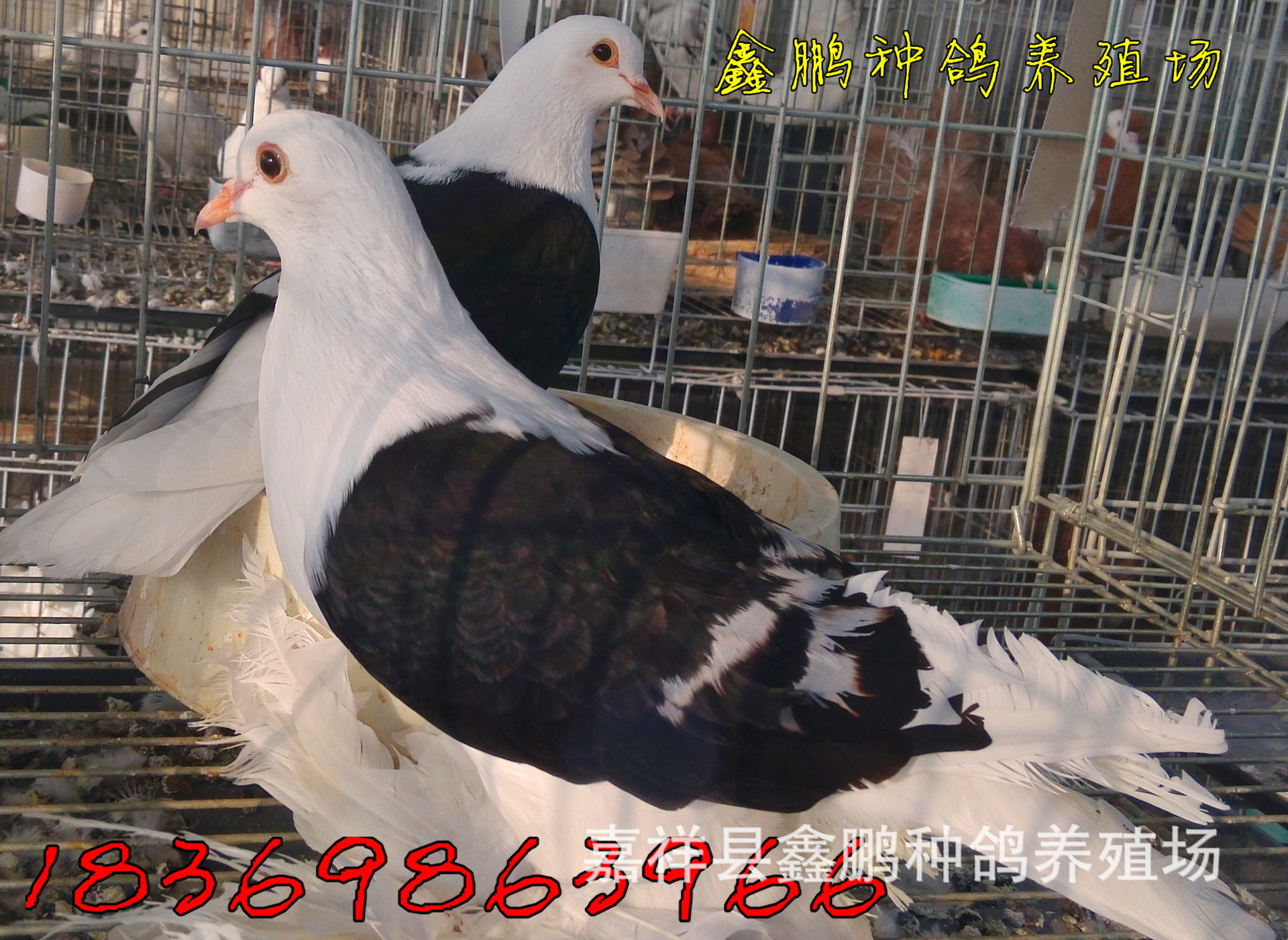 鸽子图片-海量高清鸽子图片大全 - 阿里巴巴