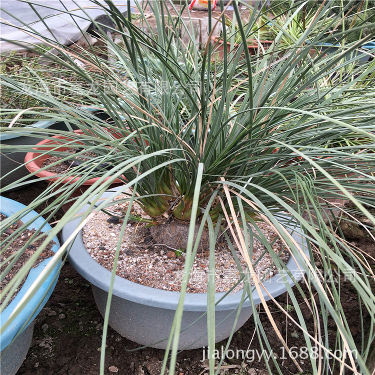 胡克酒瓶兰 块根多浆植物 沙生植物花卉基地 布置窗台植物盆栽-阿里巴