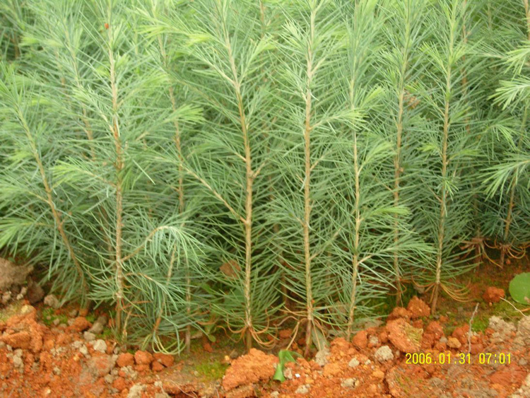 批发 雪松 雪松苗 四季常青松树苗 园林绿化苗木 带营养杯发货