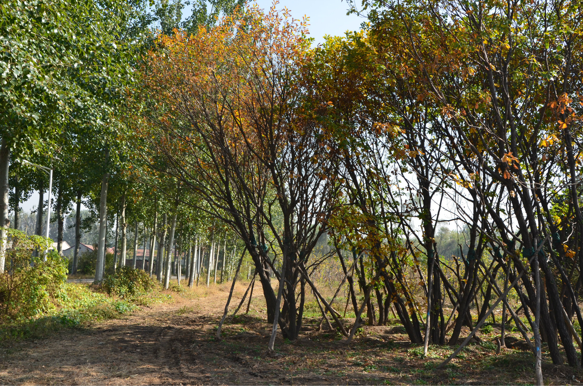 丛生蒙古栎 - 苗木批发交易网