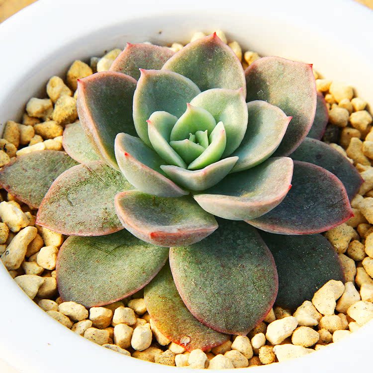 红鹤多肉植物6左右肉肉植物小盆栽植物多肉植物组合盆栽