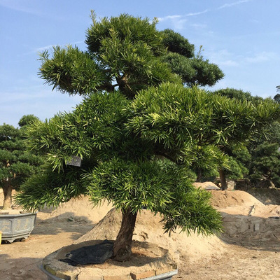 罗汉松 乔木 中大型庭院景观造型树 价格5000元