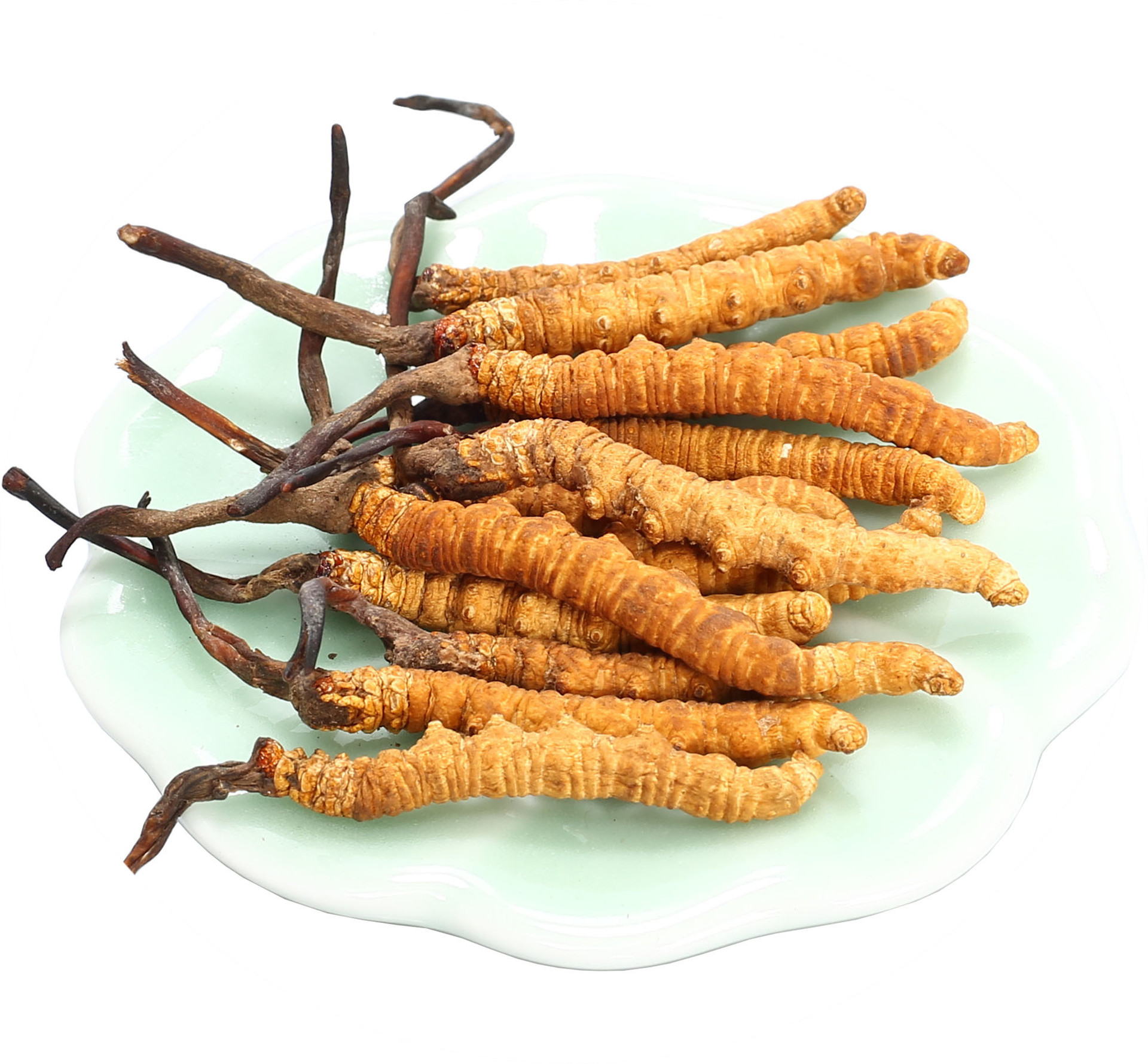 诺然虫草菌粉蝙蝠蛾拟青霉菌粉发酵虫草菌粉冬虫夏草包邮