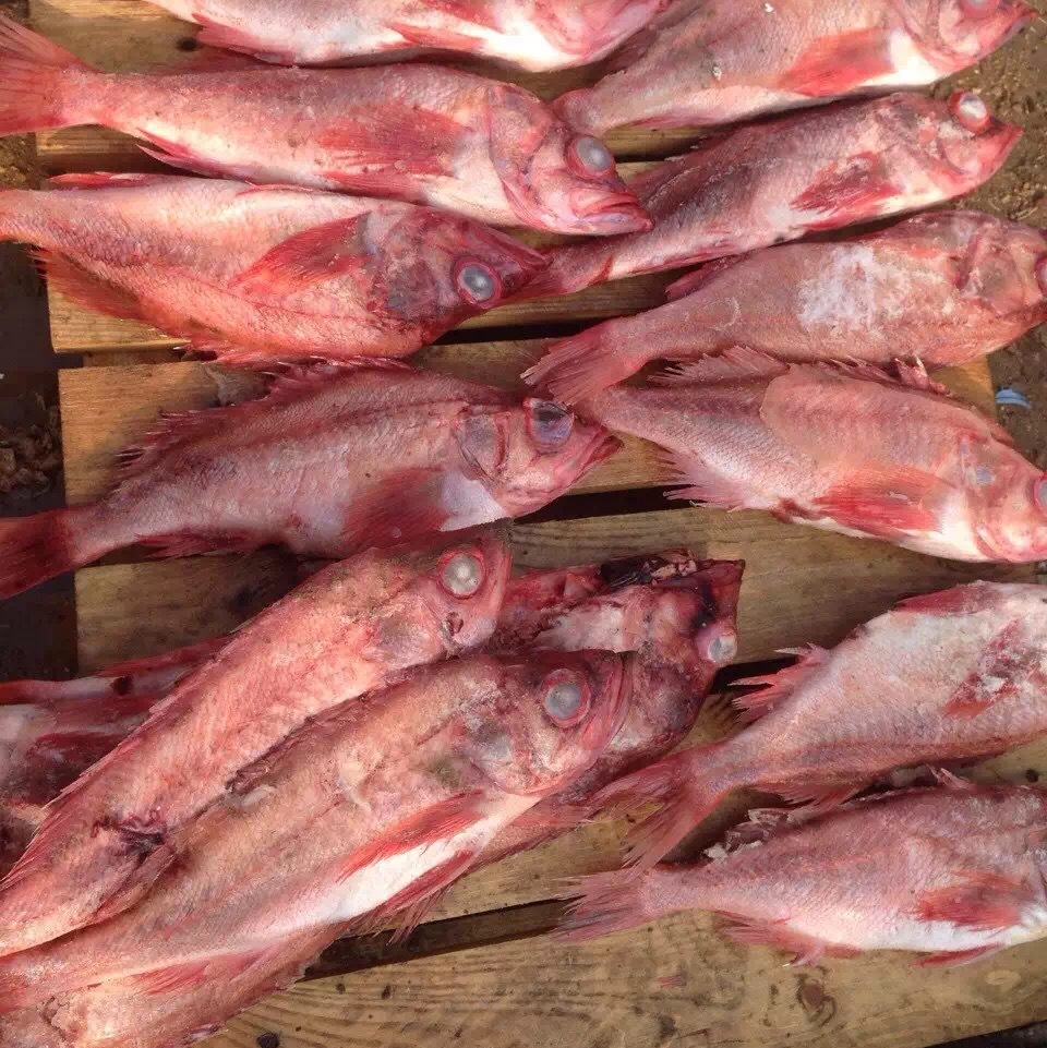 美国太平洋红鱼600-800g/条婚宴酒店红鲈鱼