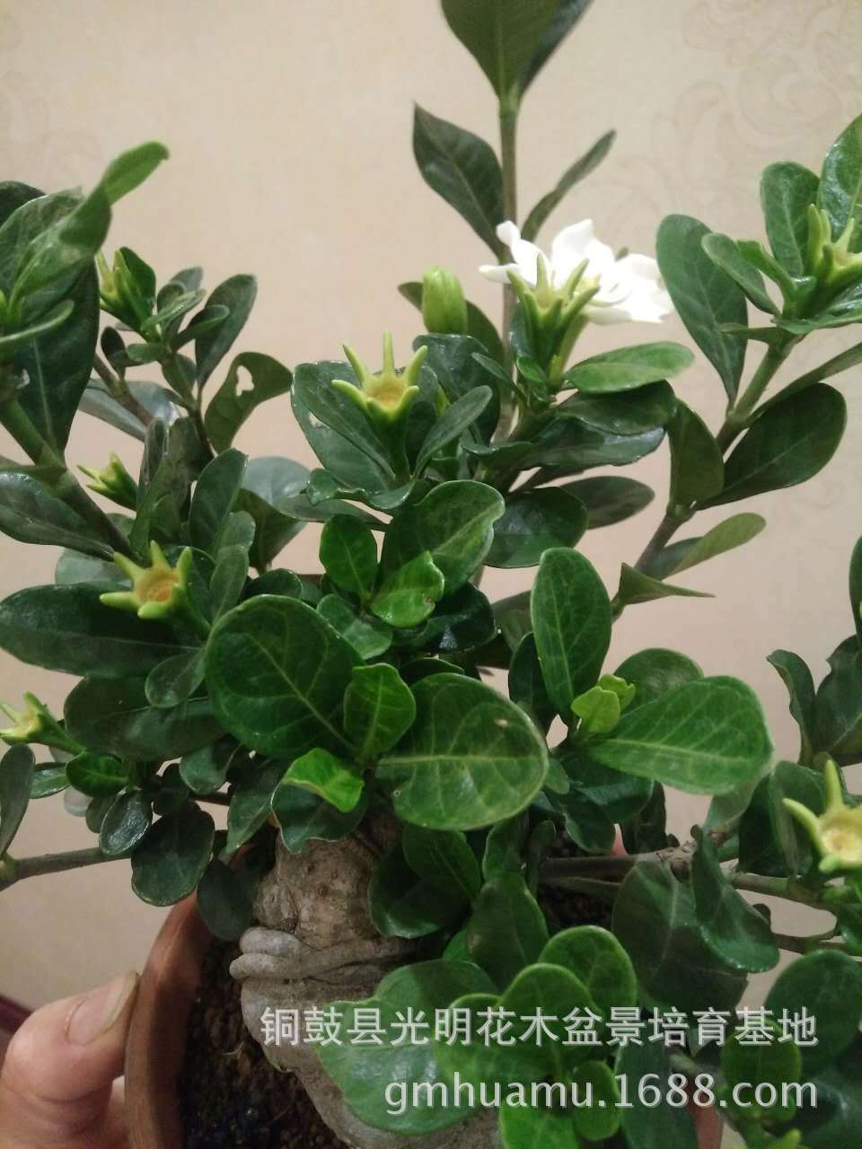 纯正达摩栀子微型盆景达摩栀子掌上盆景达摩栀子苗