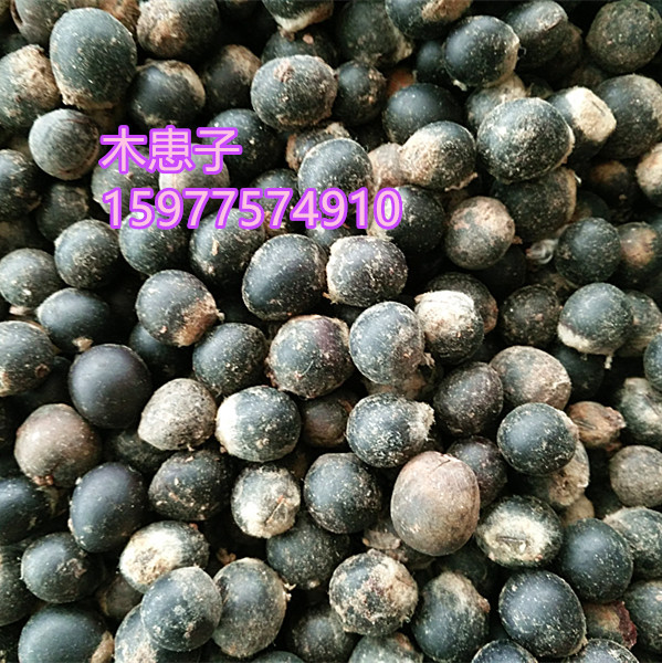 无患子菩提子原籽批发 鬼见愁 木患子通货