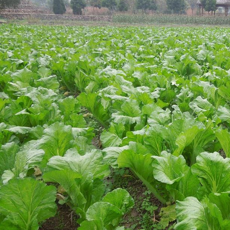 厂家供应 新鲜盖菜500g 青菜 新鲜蔬菜配送批发