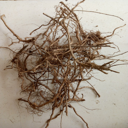 蕲艾根艾种苗栽培七叶根九叶根野生根批发