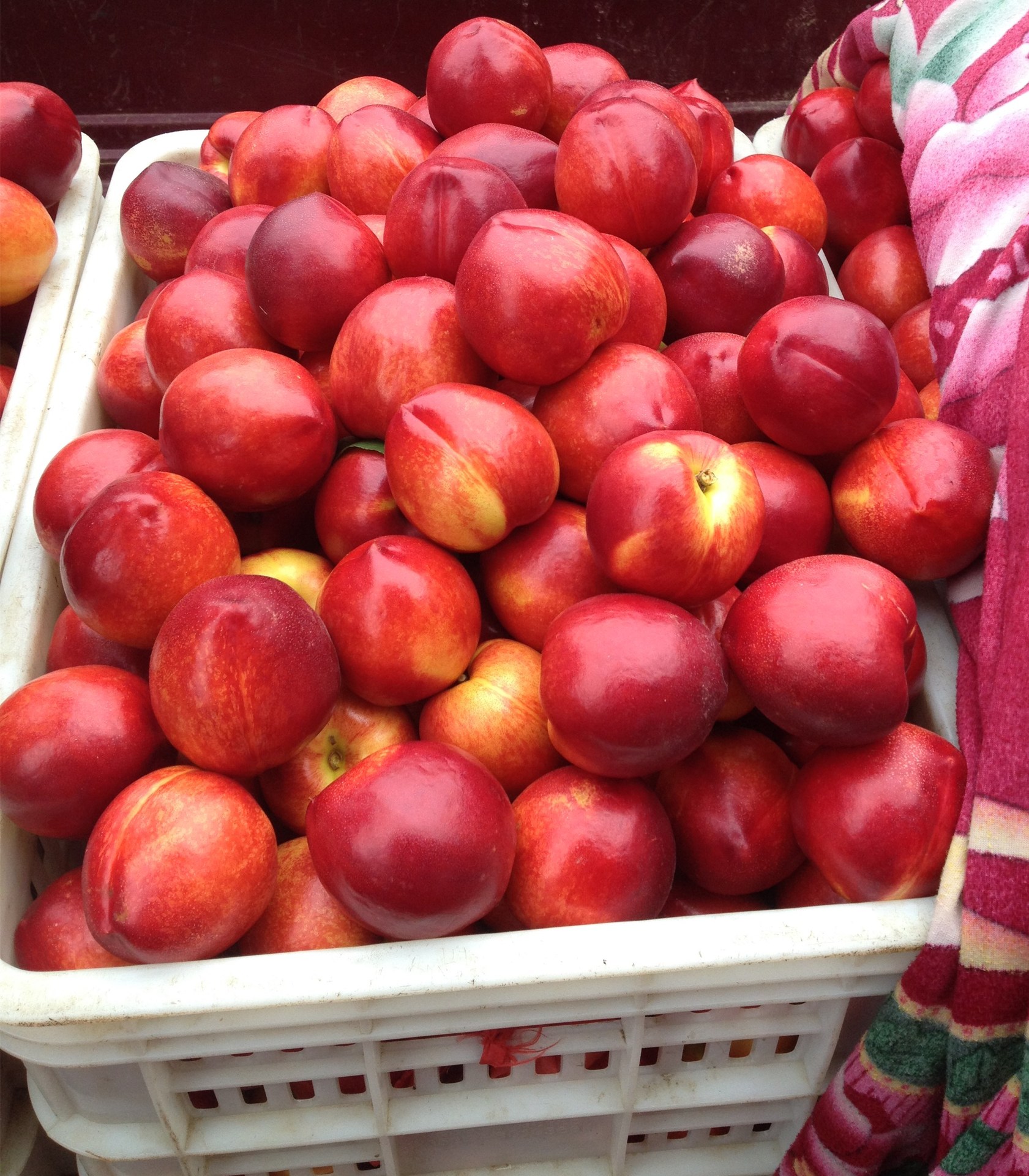 油桃 桃子市场 大棚油桃价格 山东无公害水果