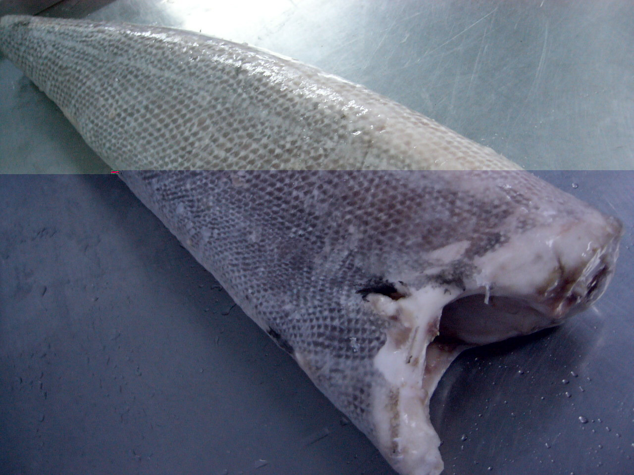 【祥浩水产】冷冻海产 长期供应 细鳞油甘鱼 冻油甘鱼