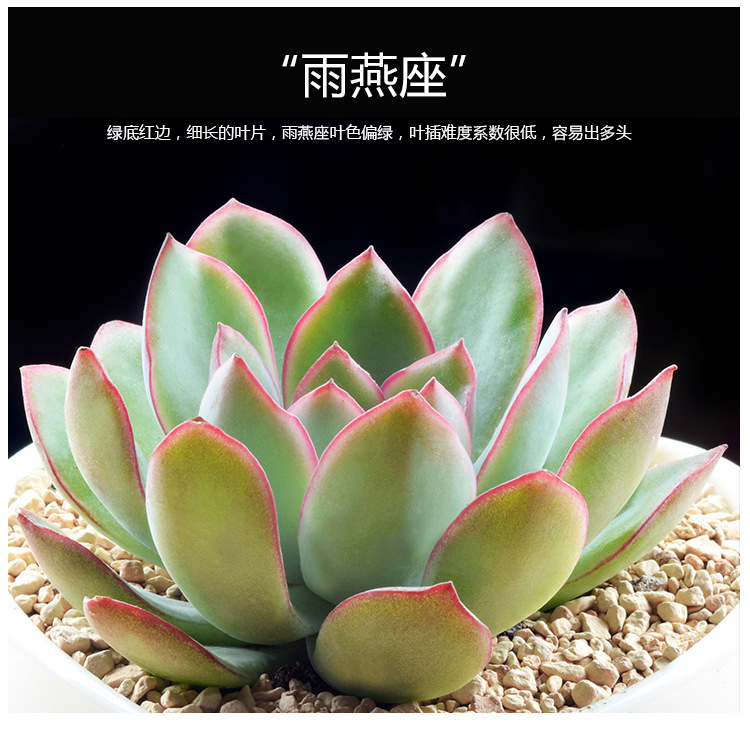 雨燕座 多肉植物又名天燕座 12星座系列 多肉盆栽绿植组合.