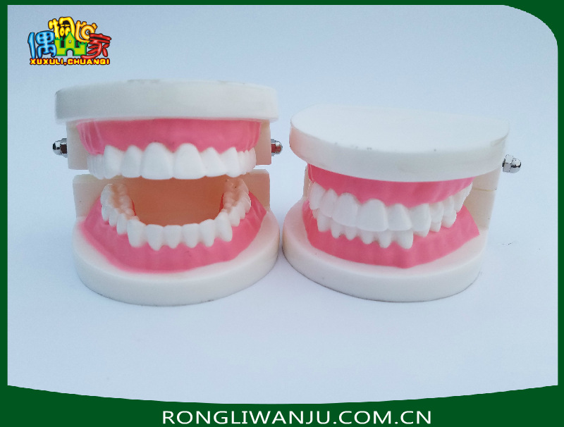 口腔健康护理牙齿模型小规格模型教学类牙形模型