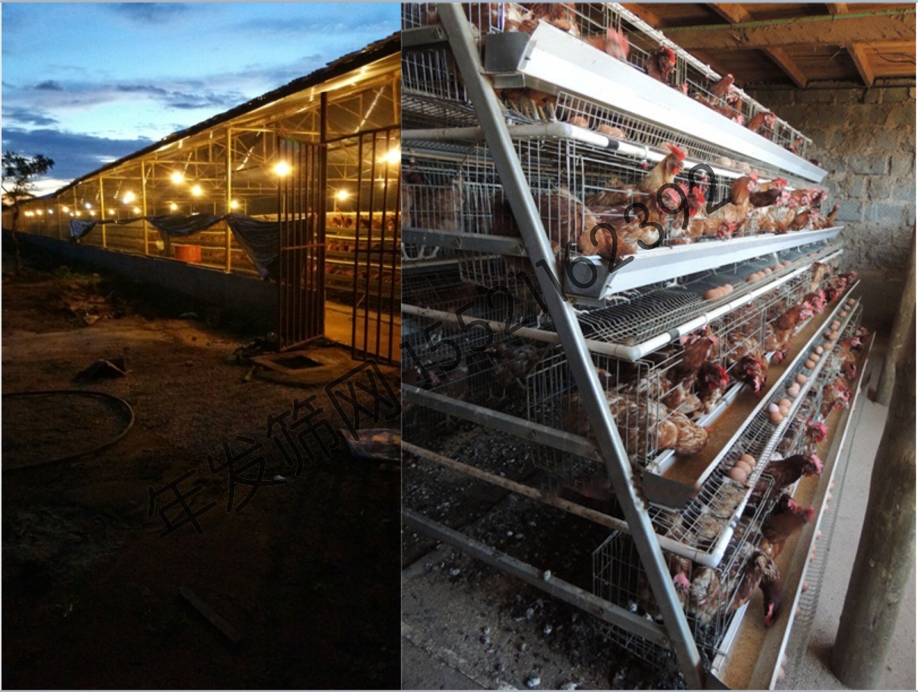 厂家直销四层四门蛋鸡笼 阶梯下蛋蛋鸡笼 自动化养殖鸡笼设备