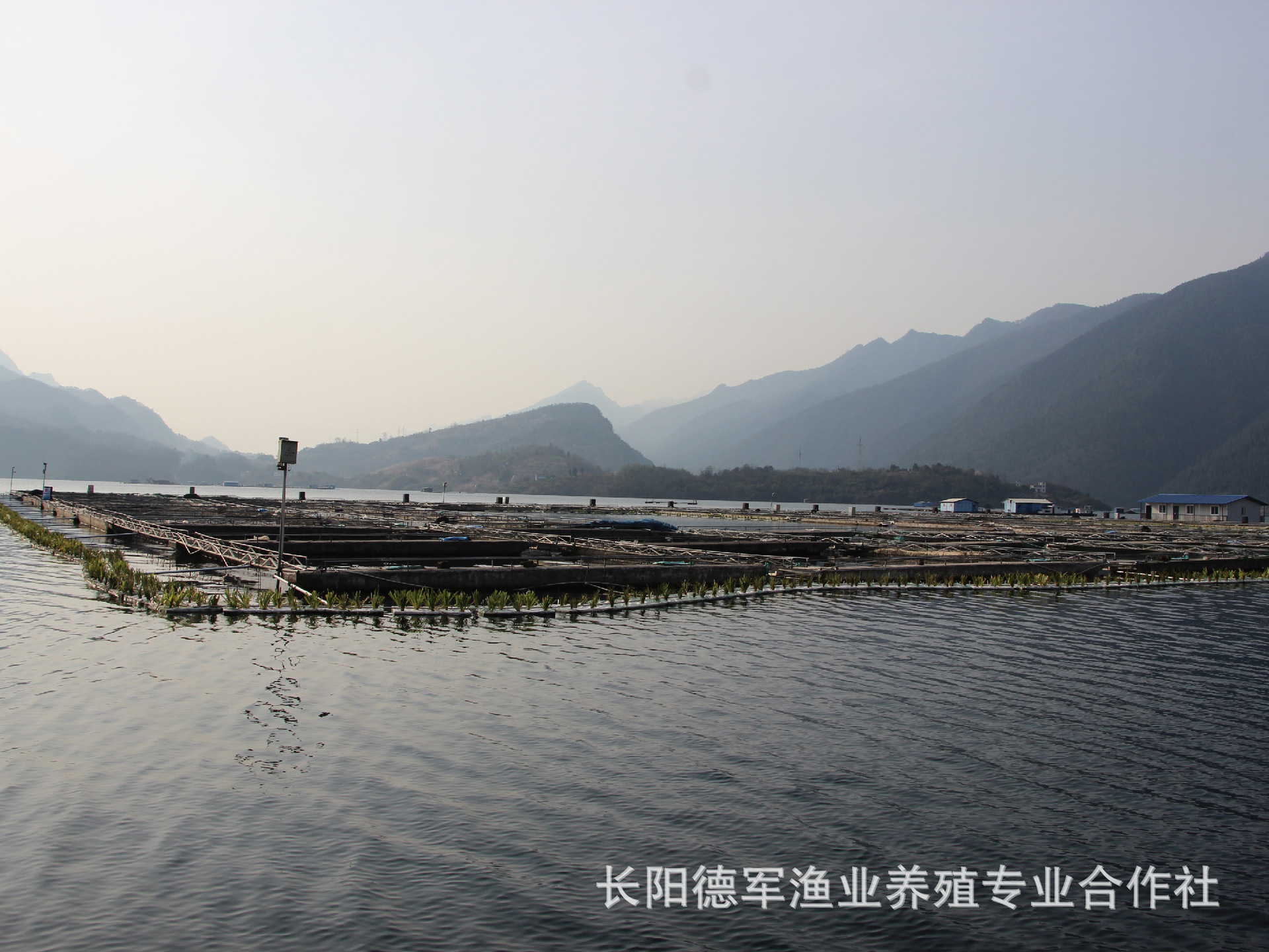 低价常年供应优质清江鱼特种水产鸭嘴鱼,鸭嘴鲟鱼