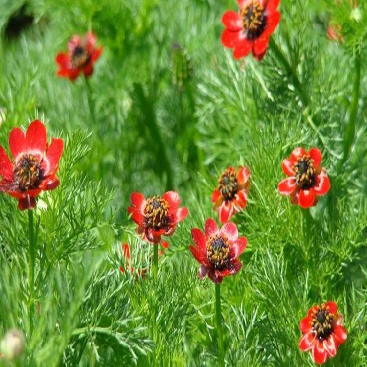 批发优质福寿花种子花种子四季播种花种子