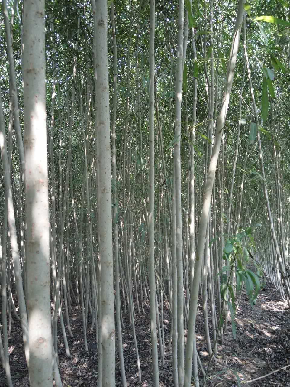 供应绿化树观赏树沙柳柳树成品半成品苗木树苗