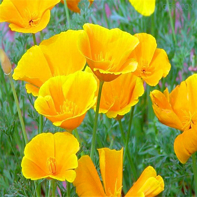 草花花籽花菱草种籽园林绿化景区花海优选量大从优欢迎电联!