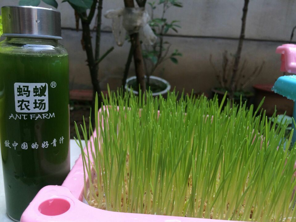 蚂蚁农场大麦若叶青汁