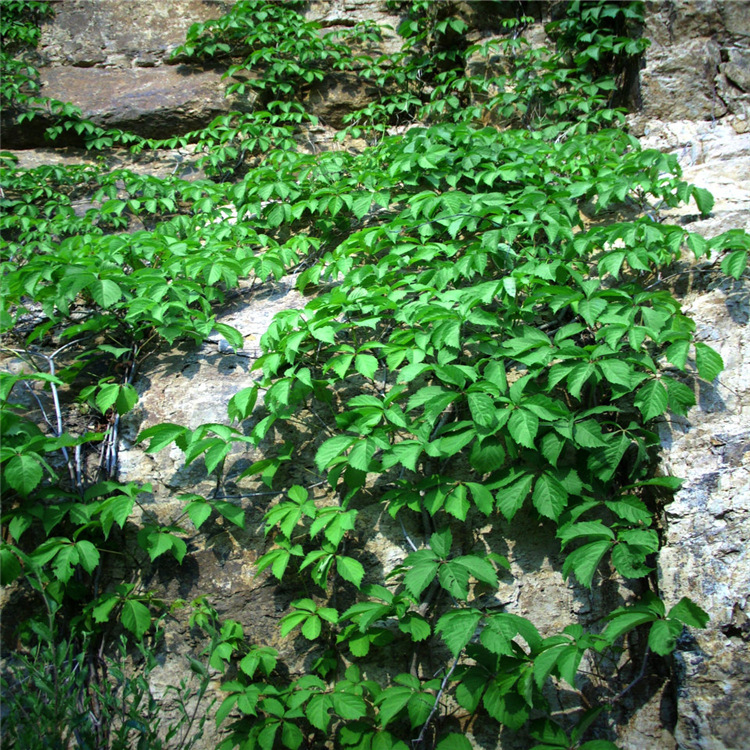美国地锦 五叶地锦 爬山虎小苗 爬藤植物 快递包邮