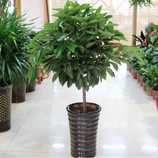 厂家供应 办公室家居盆栽绿色植物净化空气元宝树