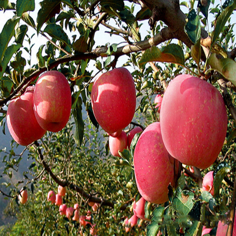 苹果苗果树苗木图片