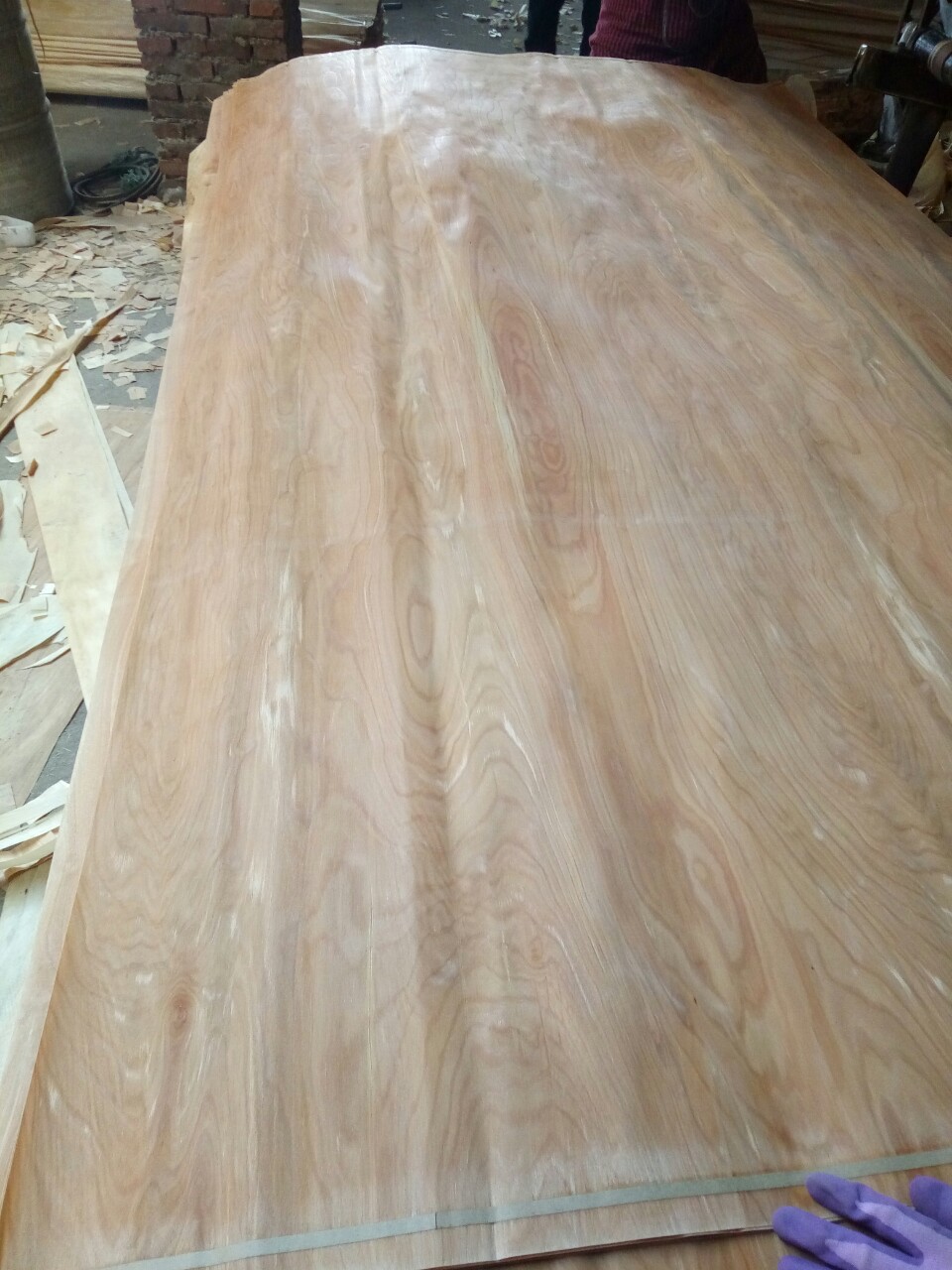 厂家直销桦木单板,桦木木皮
