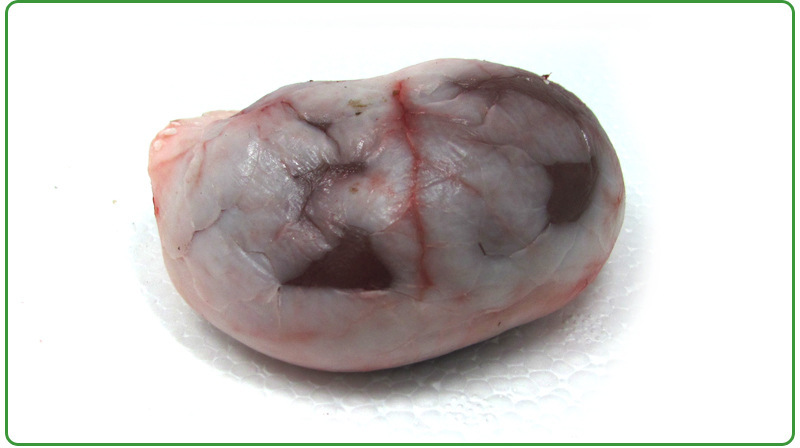 羊羊腰子净腰子生鲜羊腰子新鲜羊肉烧烤食材新鲜羊蛋批发